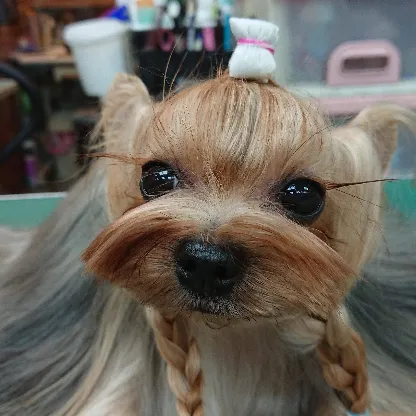 川田犬家族