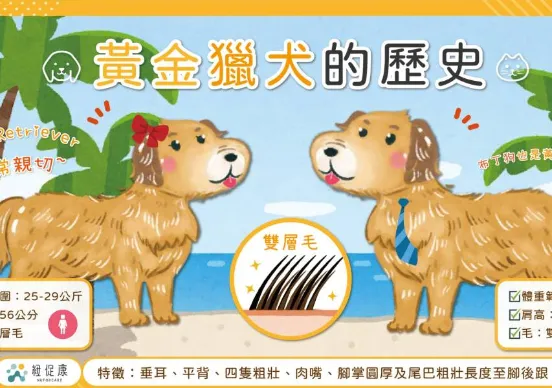 【狗狗大百科】貪吃又可愛的黃金獵犬絕對要注意的健康問題