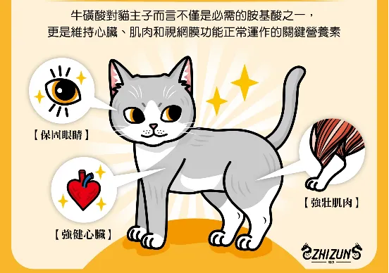 【貓咪指南】讓貓主子保有健康活力每一天的秘密訣竅!!