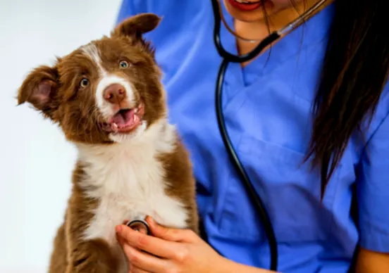 臺北市免費狂犬病疫苗注射活動來囉！快來為毛孩做好防疫工作！